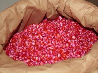 Pedidos de sementes de milho e de sorgo do programa Troca-Troca serão efetuados até o dia 30 de maio